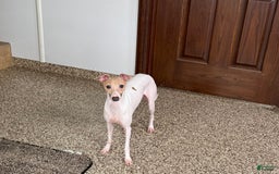 Italian Greyhound dogs for sale: Robbie - Image 8
