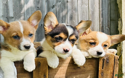 Welsh Corgi Pembroke dogs for sale: Hazel - Image 1