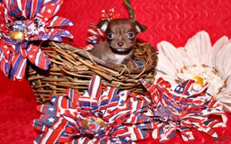 Chihuahua dogs for sale: Symbra - Image 8