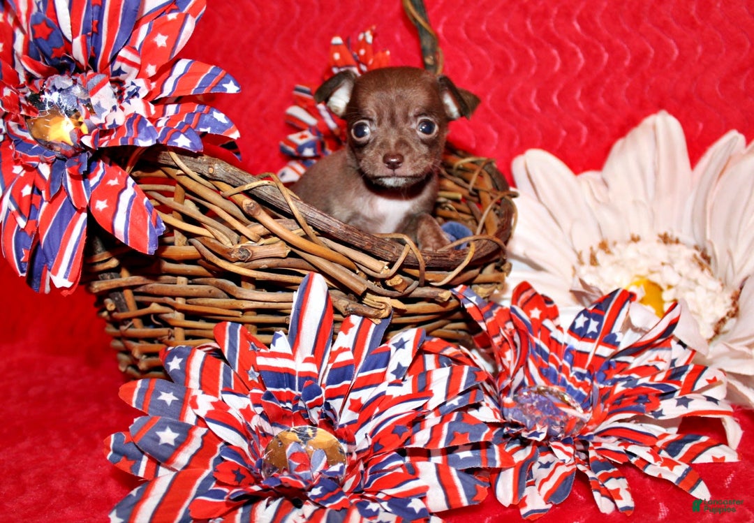 Chihuahua dogs for sale: Symbra - Image 8