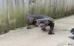 Cane Corso dogs for sale: Madonna - Image 6