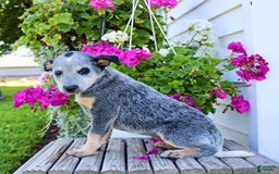 Australian Cattle Dog dogs for sale: Barbie - Image 5