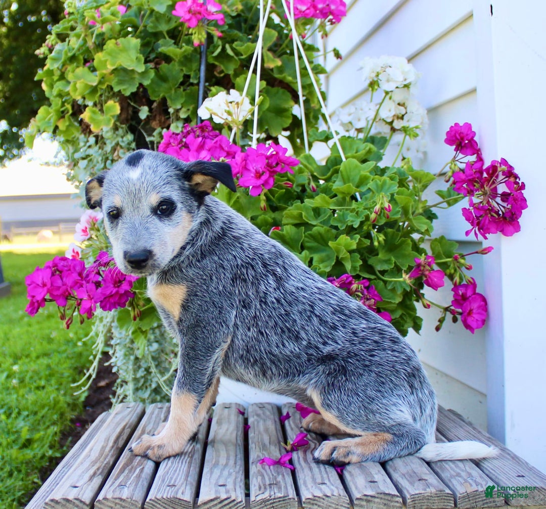 Australian Cattle Dog dogs for sale: Barbie - Image 5