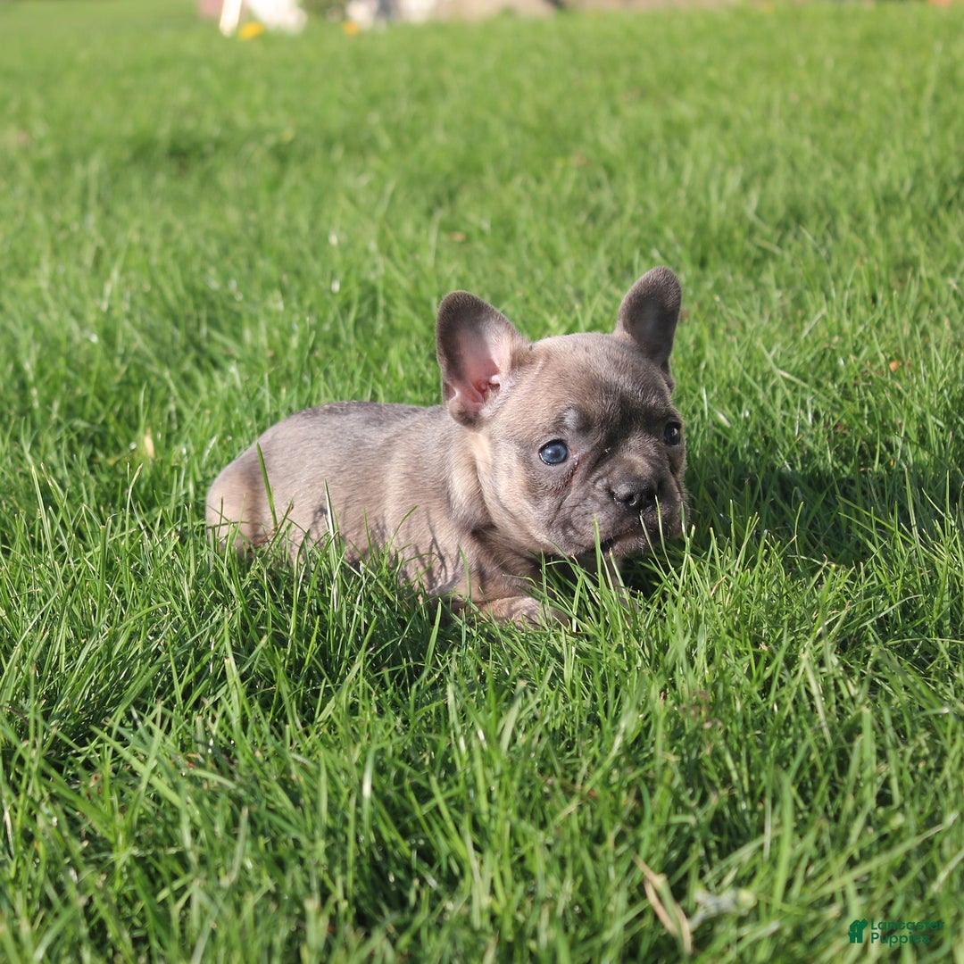 French Bulldog dogs for sale: French Bulldog 3 puppies - Image 41