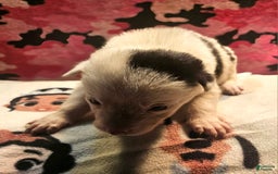 Border Collie dogs for sale: Ego - Image 8