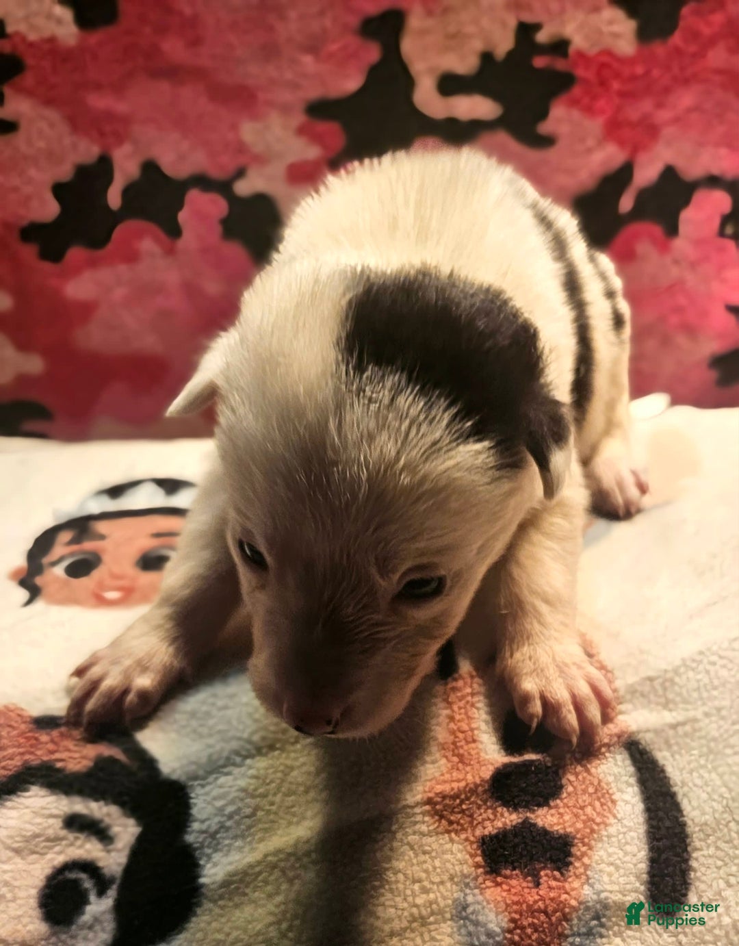 Border Collie dogs for sale: Ego - Image 8