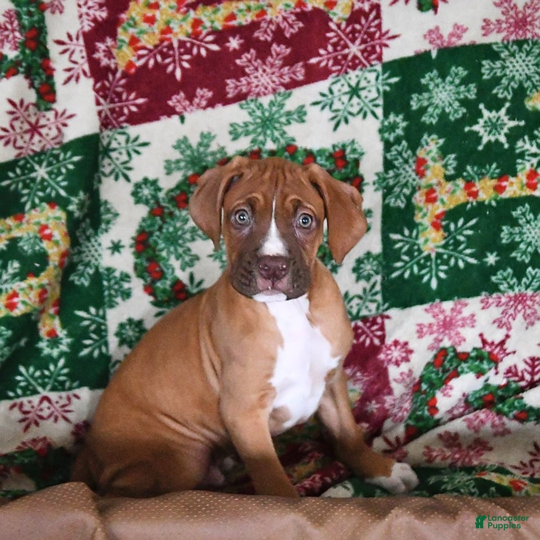 Boxer dogs for sale: Tank Rare Color - Image 6