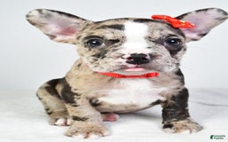 Frenchton dogs for sale: Finley - Image 1