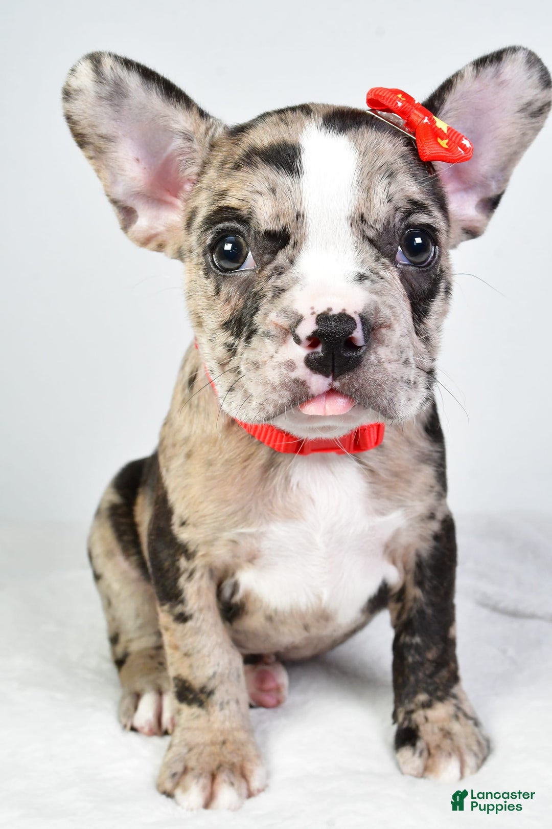Frenchton dogs for sale: Finley - Image 1