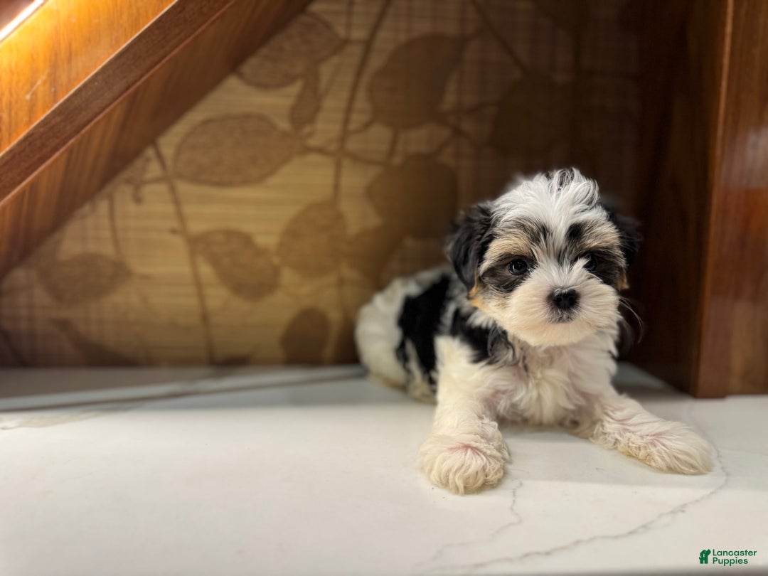 Morkie dogs for sale: Dennis - Image 6