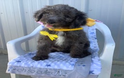 Goldendoodle dogs for sale: Lucy - Image 2