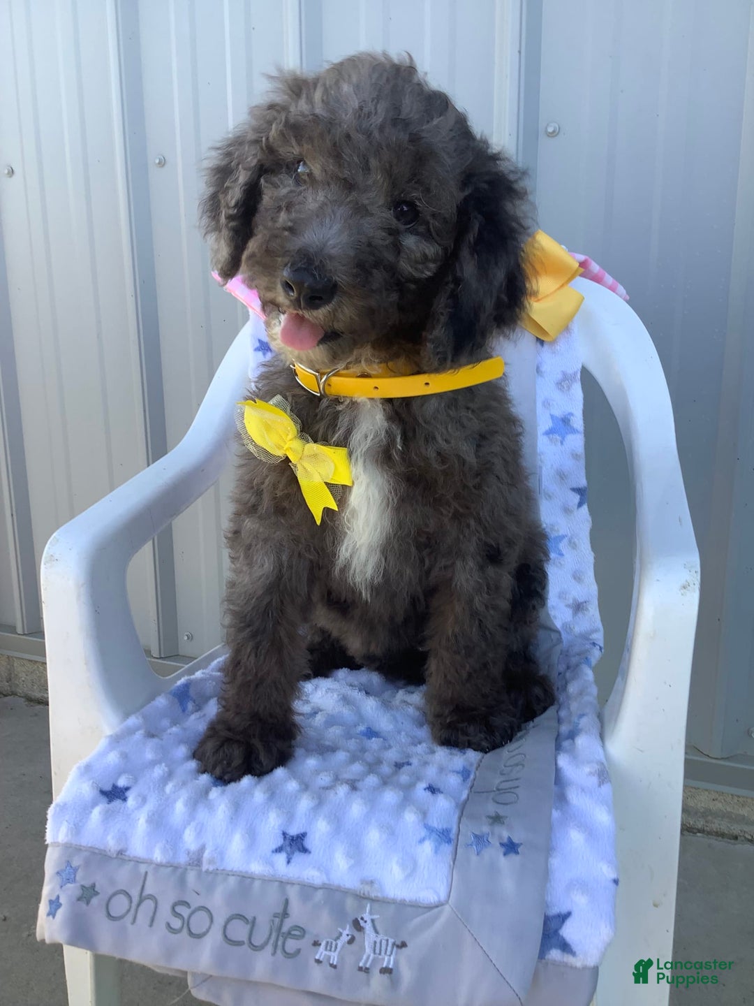 Goldendoodle dogs for sale: Lucy - Image 2