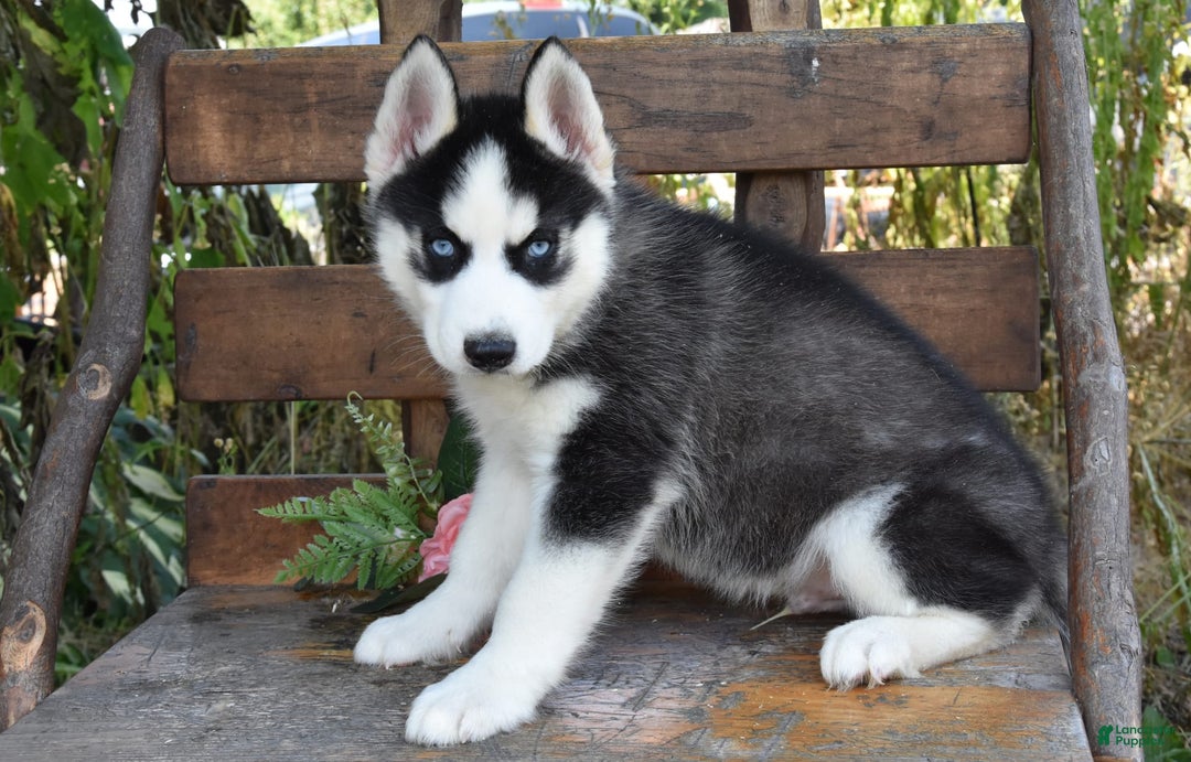 Siberian Husky dogs for sale: Stitch - Image 4