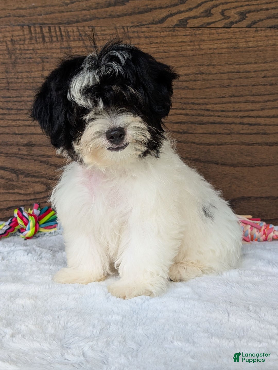 Teddy Bear dogs for sale: Bodie - Image 13