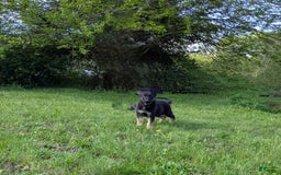 German Shepherd dogs for sale: Rex - Image 1