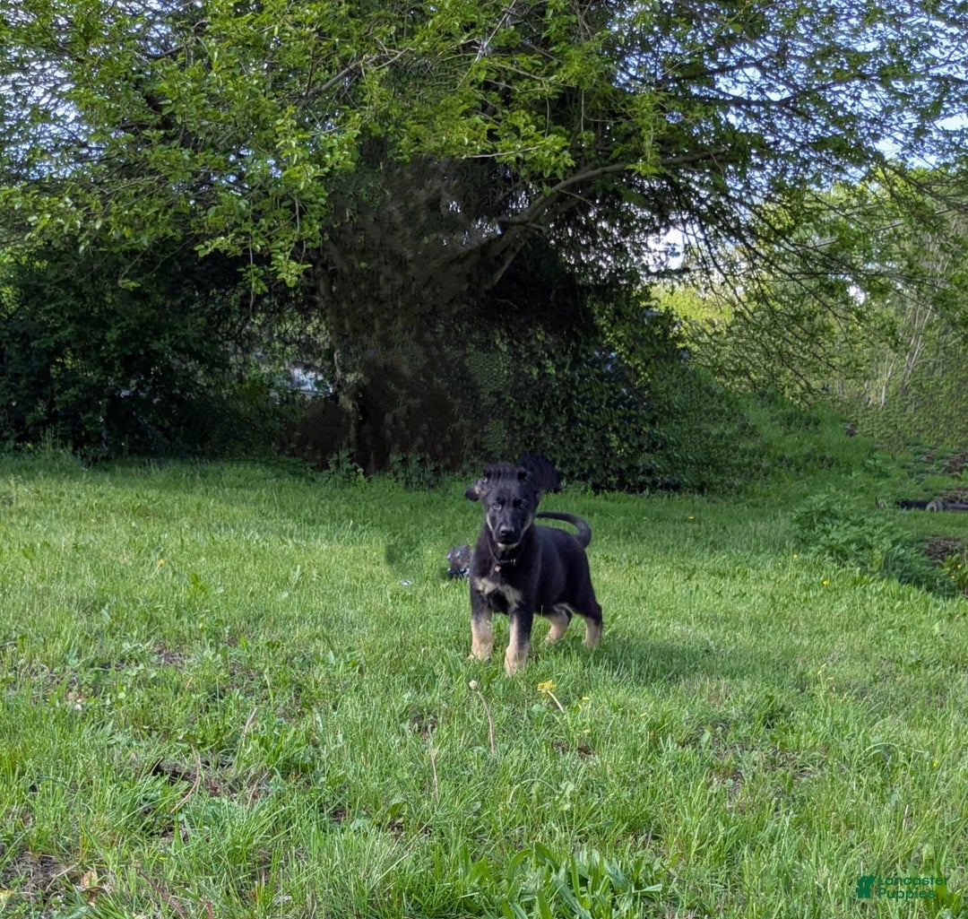 German Shepherd dogs for sale: Rex - Image 1