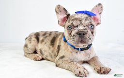 French Bulldog dogs for sale: French Bulldog 5 puppies - Image 8