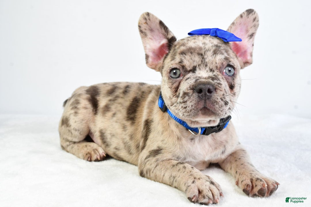 French Bulldog dogs for sale: French Bulldog 5 puppies - Image 8