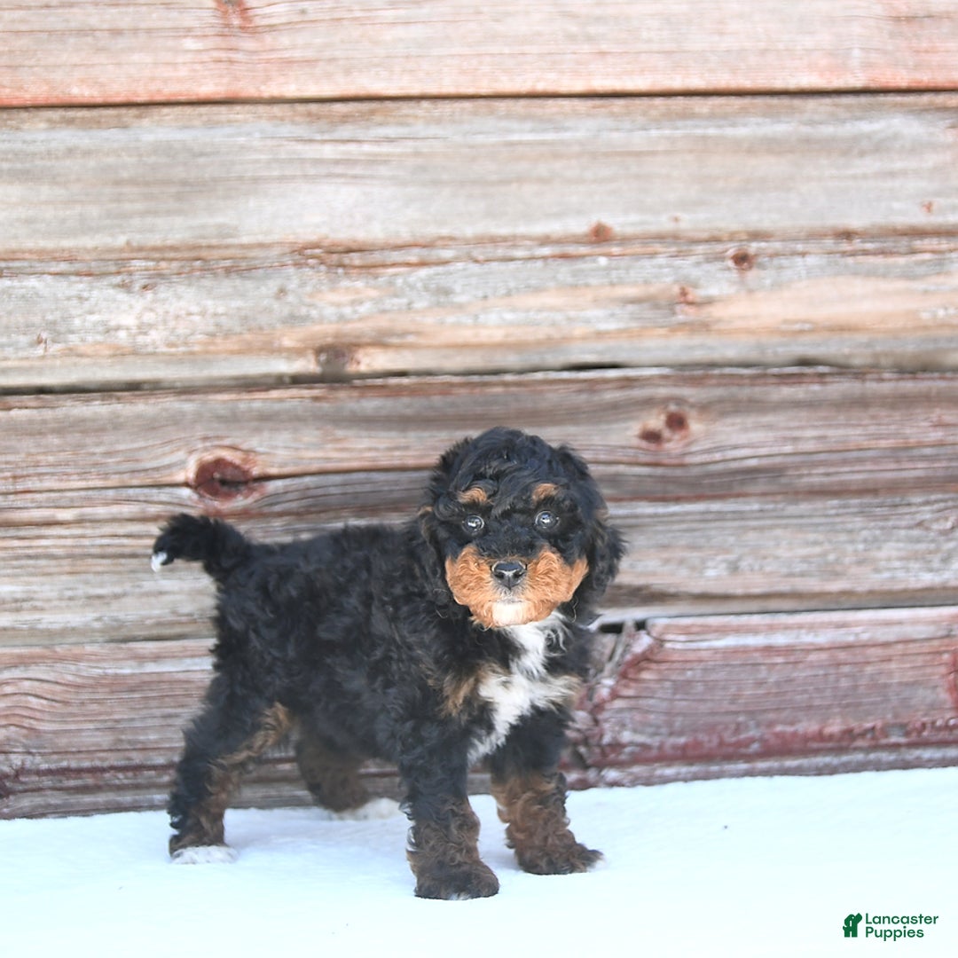 Miniature Poodle dogs for sale: Myla - Image 9