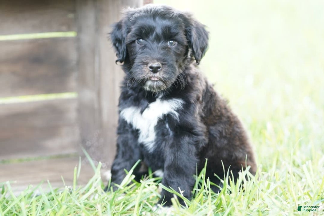 Portuguese Water Dog dogs for sale: Boots - Image 10