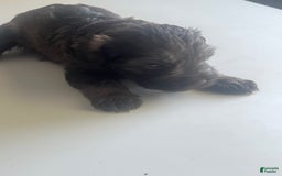Miniature Schnauzer dogs for sale: Bruno - Image 8