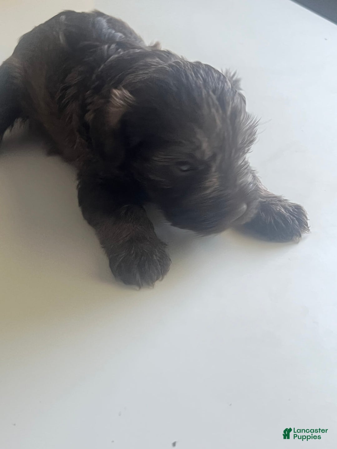 Miniature Schnauzer dogs for sale: Bruno - Image 8