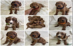 Goldendoodle dogs for sale: Danby - Image 2