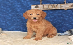 Goldendoodle dogs for sale: Lora - Image 2