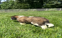 Saint Bernard dogs for sale: Bonnie - Image 2