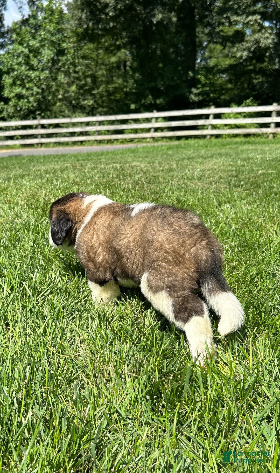 Saint Bernard dogs for sale: Bonnie - Image 2