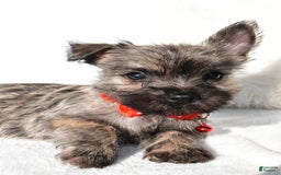 Cairn Terrier dogs for sale: Eclare - Image 7