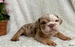 English Bulldog dogs for sale: Mose - Image 5