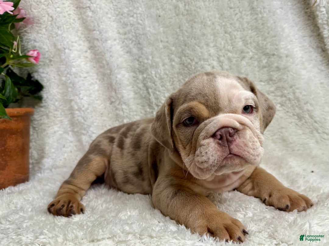English Bulldog dogs for sale: Mose - Image 5