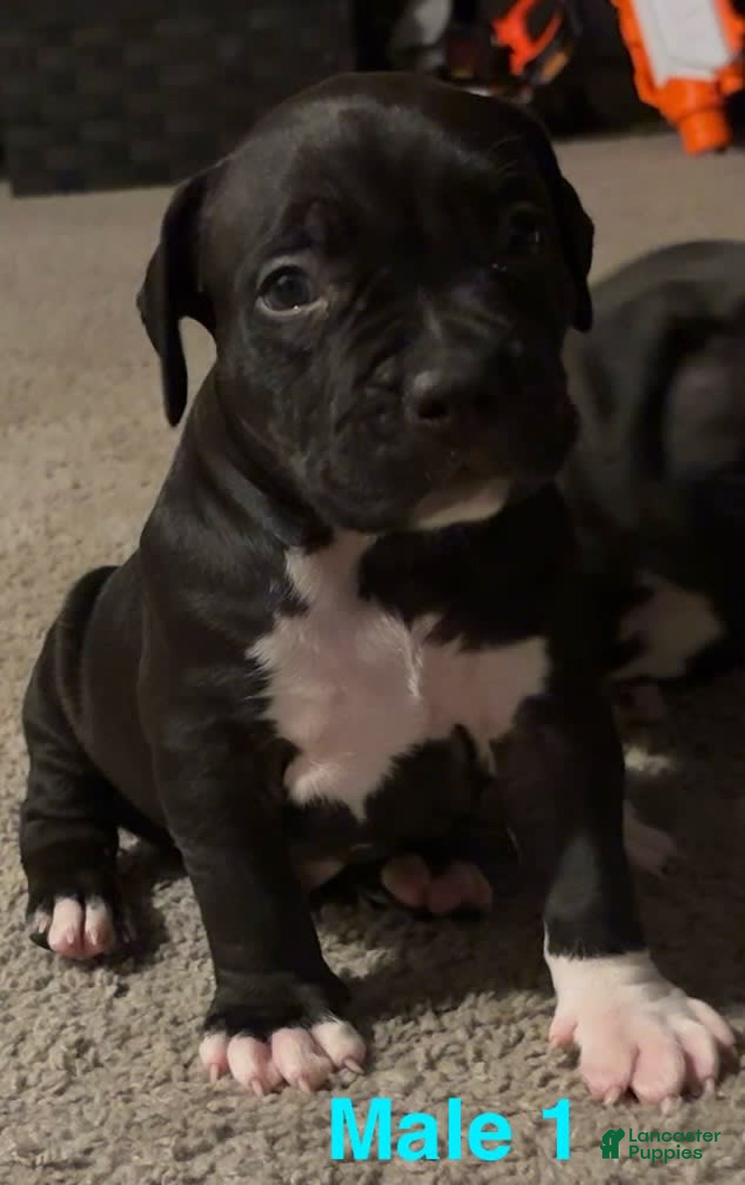 American Bully dogs for sale: Chase - Image 2