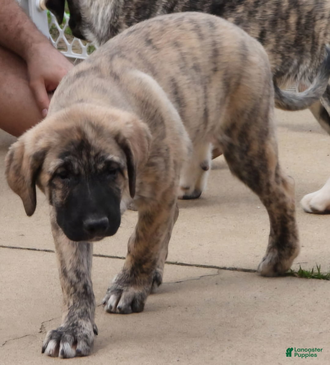 Anatolian Shepherd dogs for sale: Bell - Image 5