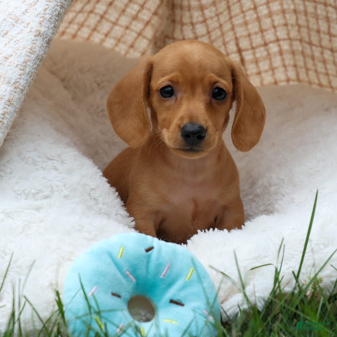 Miniature Dachshund dogs for sale: Nick - Image 2