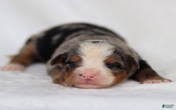 Mini Bernedoodle dogs for sale: Maya - Image 3