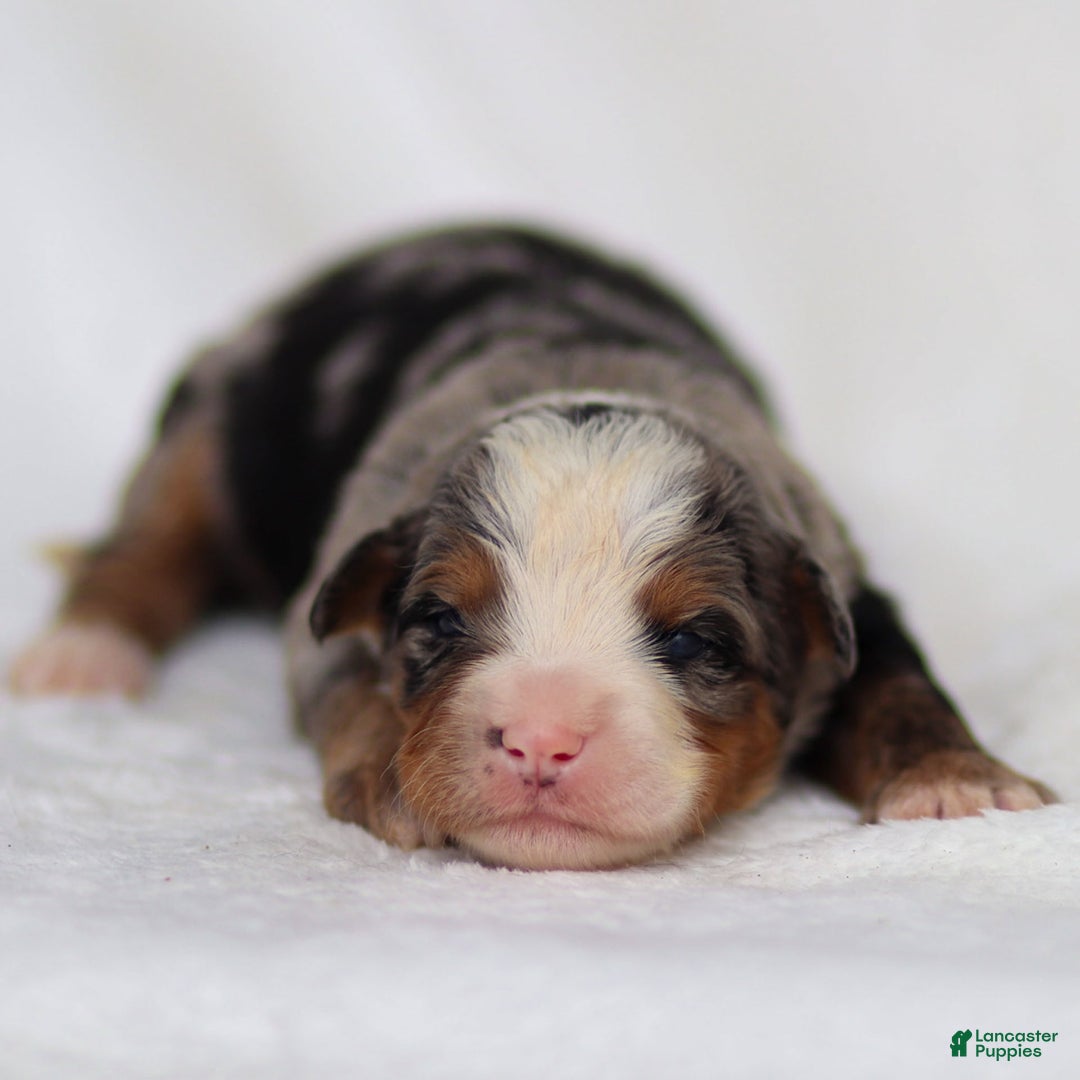 Mini Bernedoodle dogs for sale: Maya - Image 3