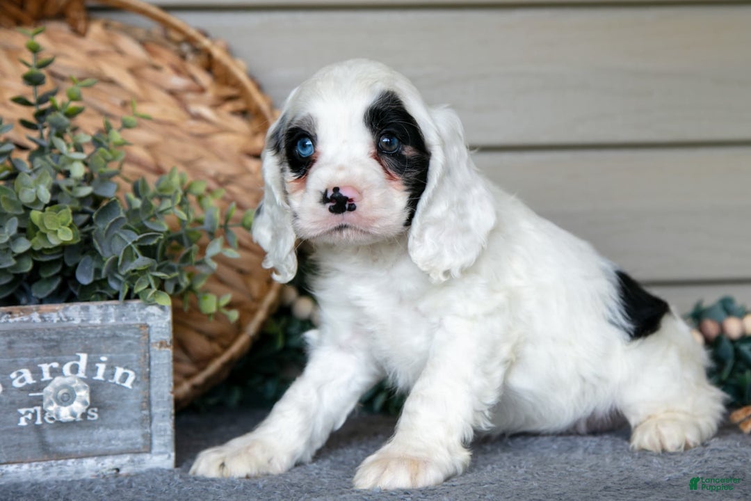Cocker Spaniel dogs for sale: Jingles - Image 3