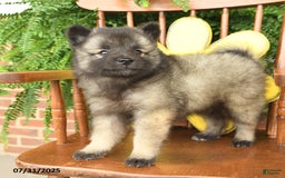 Keeshond dogs for sale: Trouper - Image 3