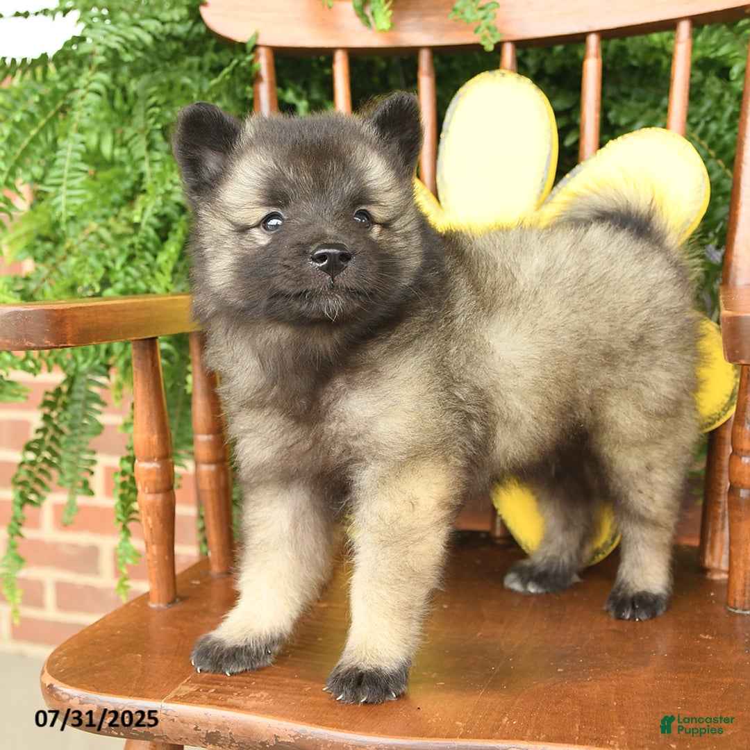 Keeshond dogs for sale: Trouper - Image 3