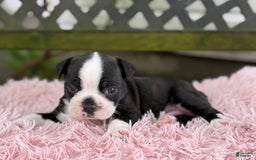 Frenchton dogs for sale: Jax - Image 1