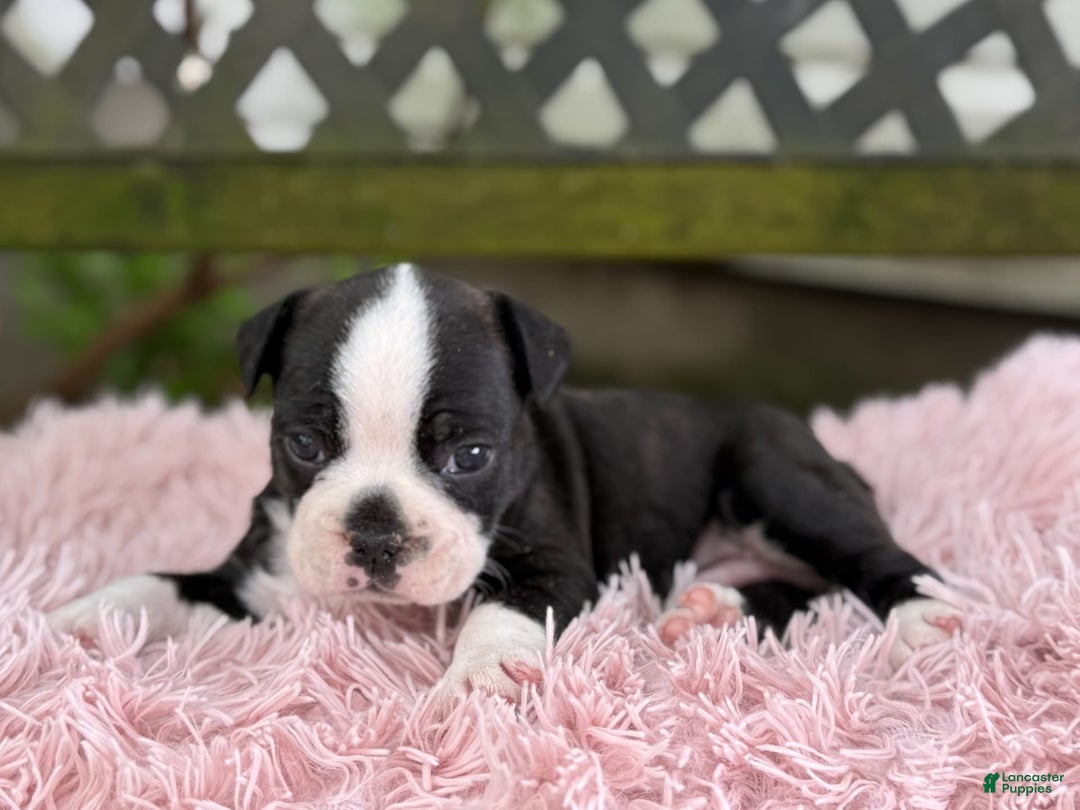 Frenchton dogs for sale: Jax - Image 1