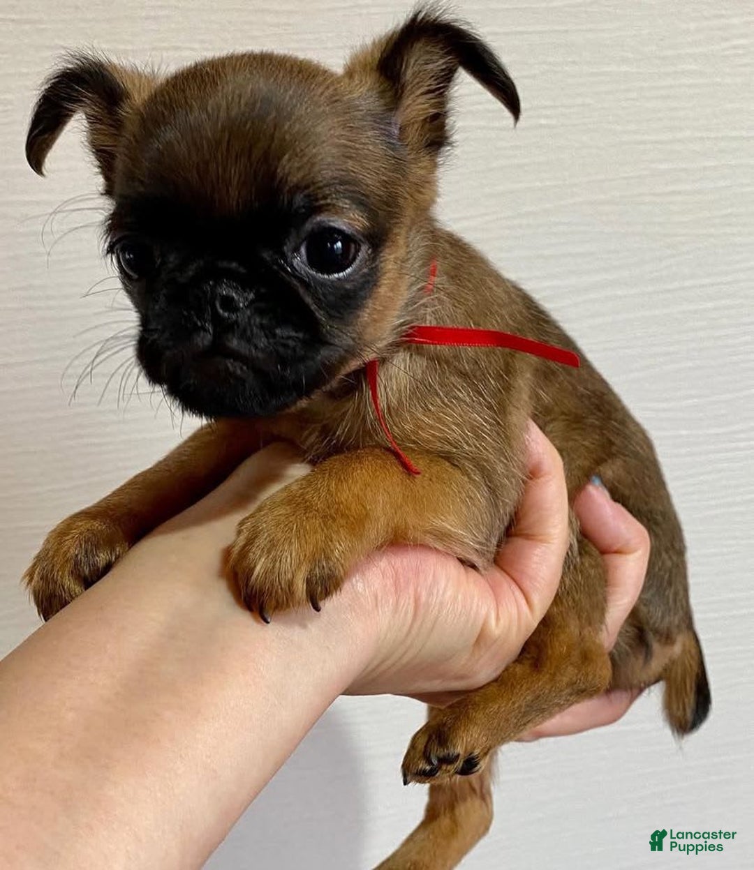 Brussels Griffon dogs for sale: Jimi - Image 3