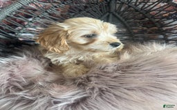 Goldendoodle dogs for sale: Boy 2 - Image 2