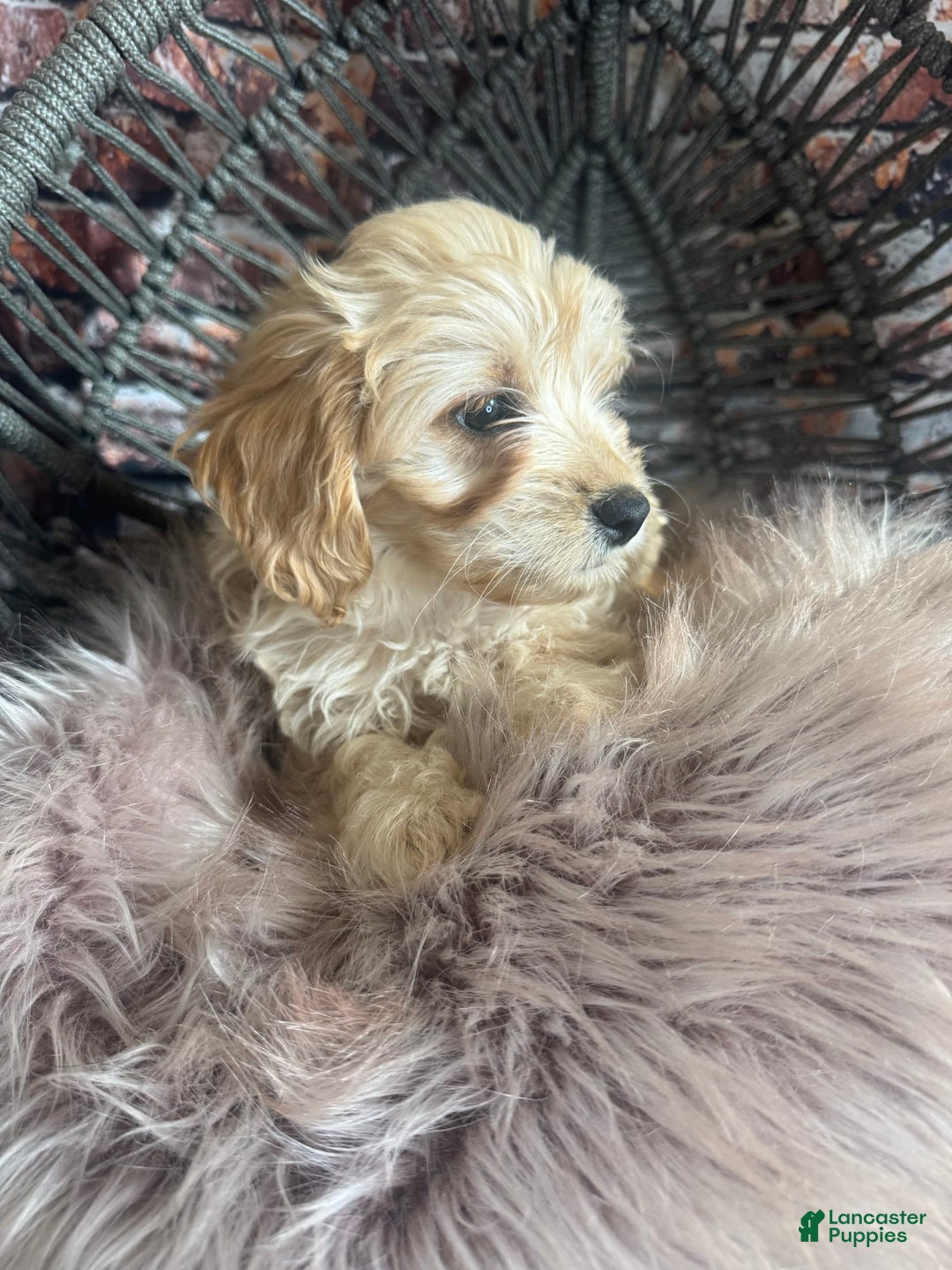 Goldendoodle dogs for sale: Boy 2 - Image 2