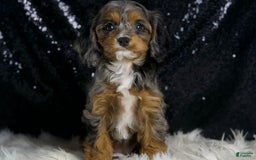 Cavapoo dogs for sale: Diana - Image 3