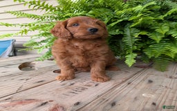 Mini Goldendoodle dogs for sale: Mini-logan - Image 27