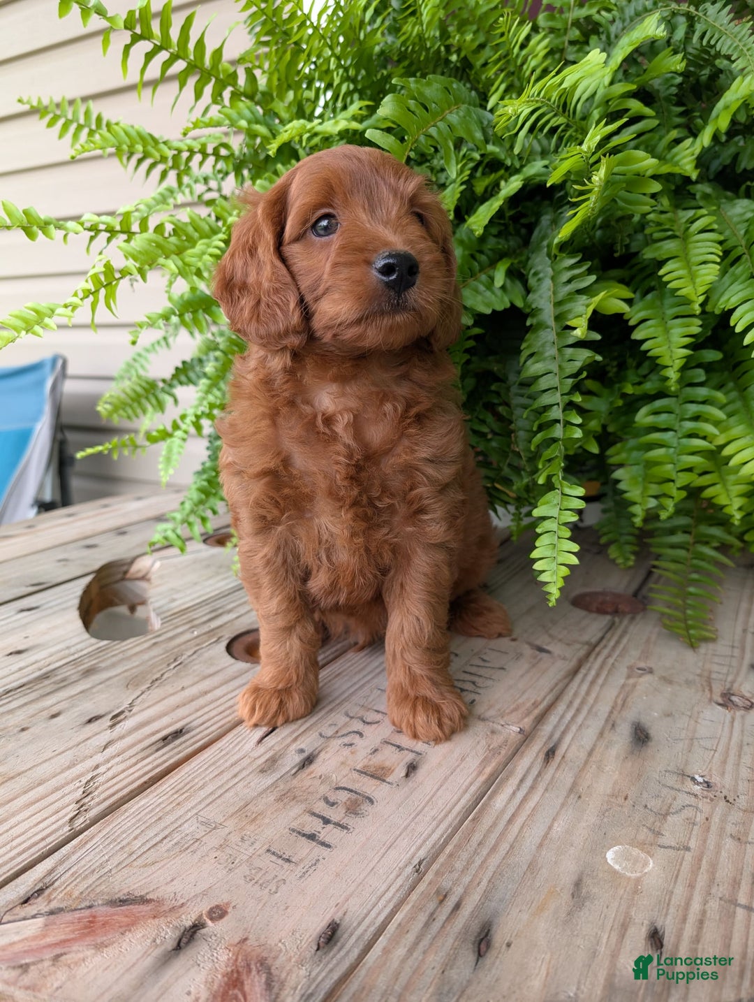Mini Goldendoodle dogs for sale: Mini-logan - Image 27