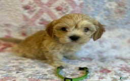 Maltipoo dogs for sale: Sofia - Image 4